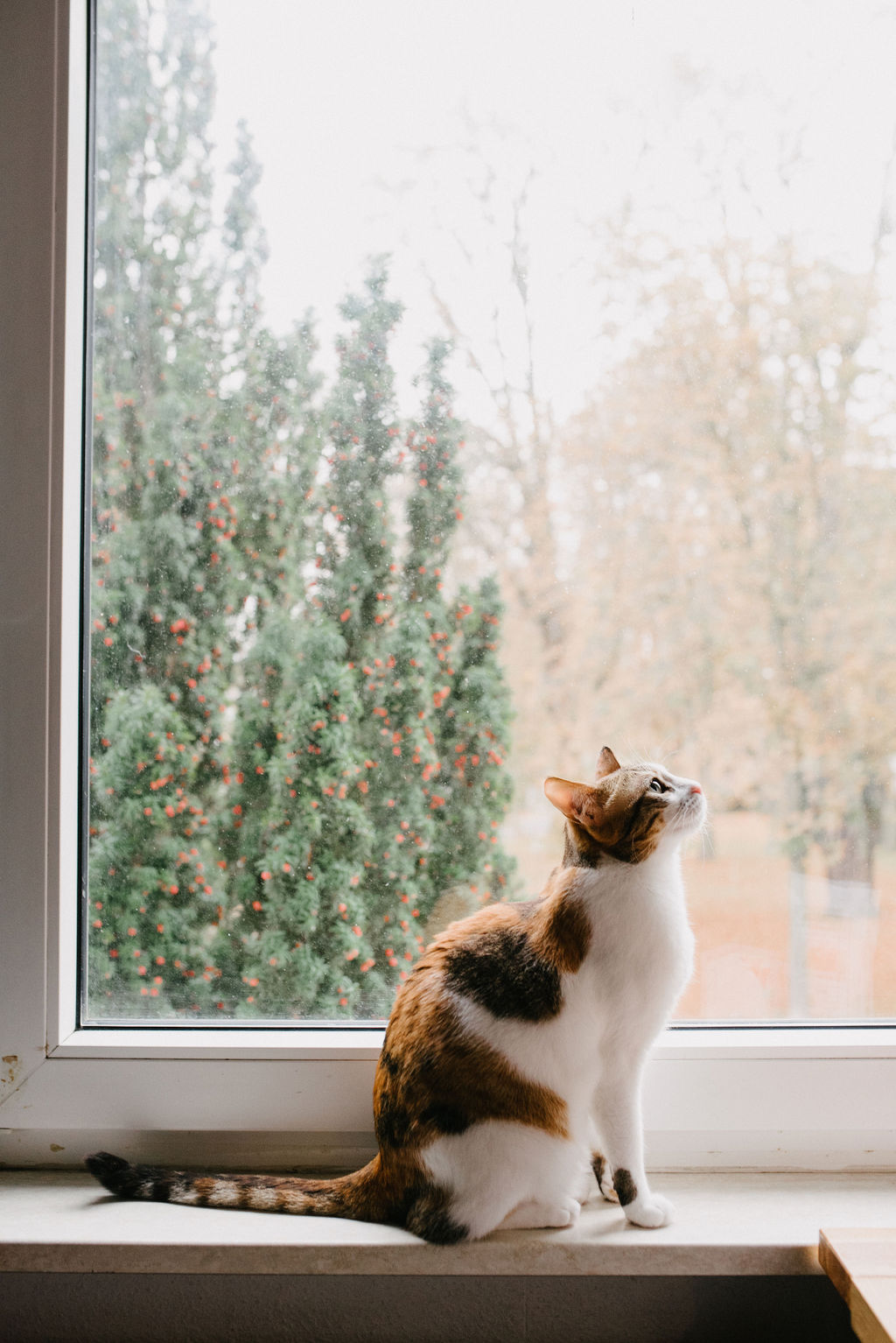 Eine dreifarbige Katze sitzt auf einer Fensterbank